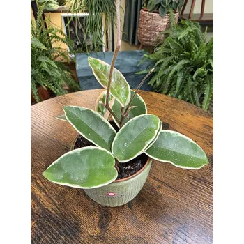 Hoya Carnosa Krimson Queen