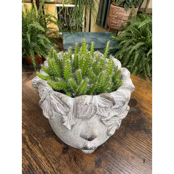 Hylocereus Undatus, miluje slunce