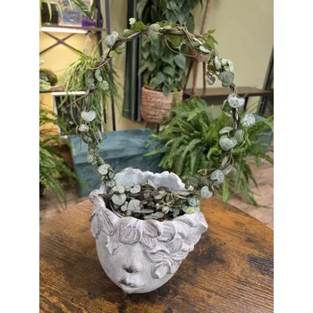 Ceropegia Woodii zelená na kruhu