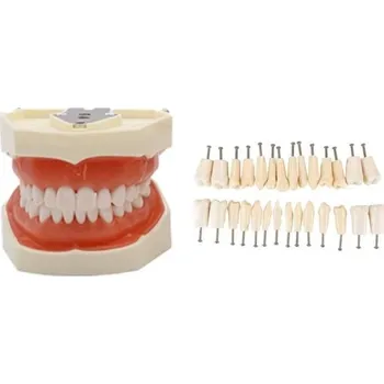Zubní nit Zubní tréninkový model 28 zubů Typodont s měkkou snímatelnou dásní Anatomické vyjímatelné zuby + 28 náhradních kusů