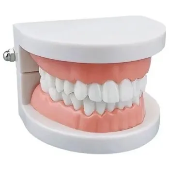 Dentální hygiena Laboratorní zubní model 9 x 7,5 x 5,8 cm 28 pevných zubů s měkkými dásněmi Standardní anatomický model chrupu pro demonstraci
