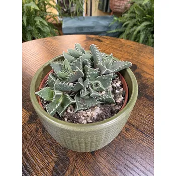 Faucaria tigrina (tlamka)