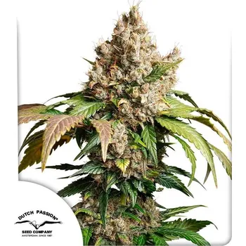 Semeno Dutch Passion | Auto Red Tropicana Cookies - 3 ks