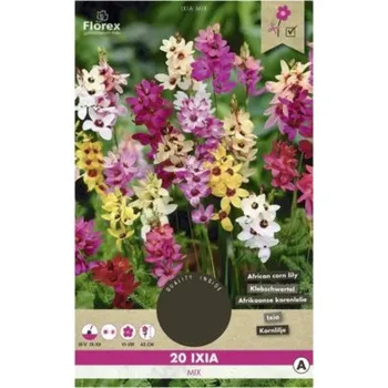Semeno Duhovnice Florex Ixia mix 20 ks