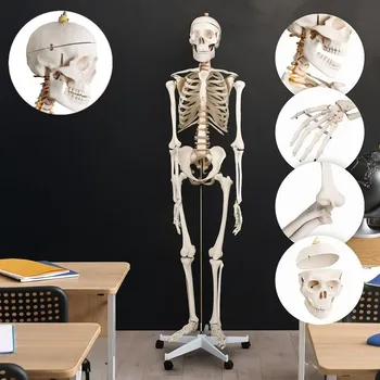 anatomický model Model kostry člověka životní velikost 181,5 cm s pojízdným stojanem