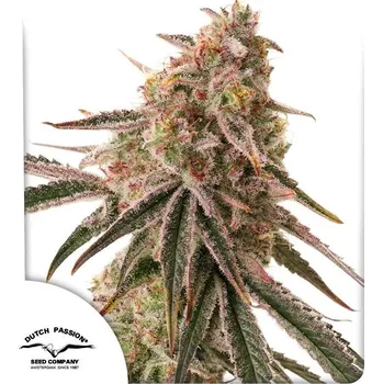 Semeno Dutch Passion | Frozen Biscotti - 5 ks