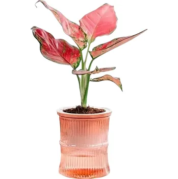 Květináč Samozavlažovací dvoudílný květináč 10 x 12 cm Plastový květináč se zásobníkem vody Poloprůhledný květináč pro pokojové rostliny růžová