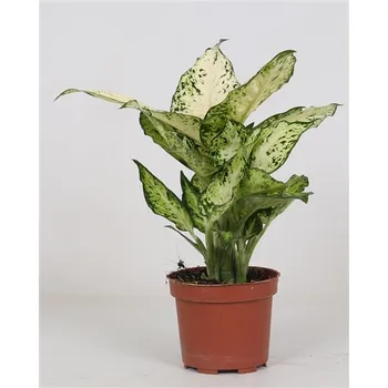 Gardners Dieffenbachia Amy, průměr 12 cm Difenbachie, mramornatka