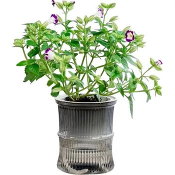 Květináč Samozavlažovací dvoudílný květináč 10 x 12 cm Plastový květináč se zásobníkem vody Poloprůhledný květináč pro pokojové rostliny šedá