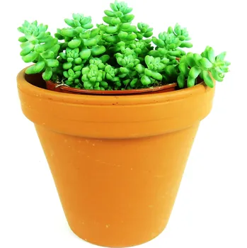 Gardners Sedum Burrito, průměr 12 cm Rozchodník, opičí ocásek