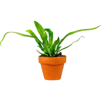 Gardners Asplenium antiquum, průměr 6 cm Sleziník