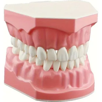 Dentální hygiena Model ústní dutiny 7,6 x 6,1 cm Edukační pomůcka pro čištění zubů a dentální hygienu Nácvik zubní nitě Výuka dětí