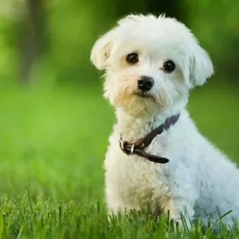 Dekorativní magnet Magnet 3D Maltézák