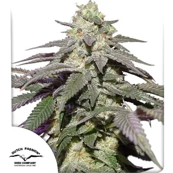 Semeno Dutch Passion | Auto Skywalker Haze - 3 ks