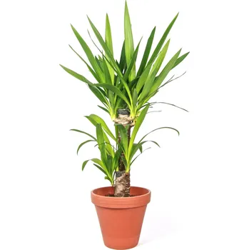 Gardners Yucca, průměr 17 cm Juka