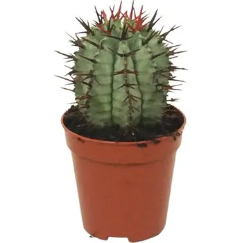 Gardners Euphorbia Horrida, průměr 6 cm Pryšec