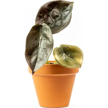 Gardners Alocasia cuprea Red Secret, průměr 6 cm Alokásie, Alokázie