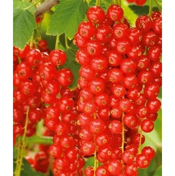 Sazenice červeného rybízu Rovada 2L 30 cm