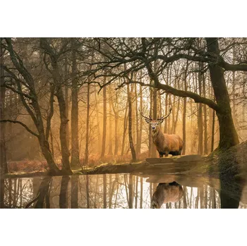 Fototapeta Fototapeta LES STROMY JELEN 3D Příroda Mlha 368x254