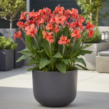 Semeno Dosna 'Mrs. Oklahoma' 1 ks