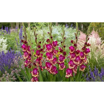 Semeno Mečík 'Colour Club' 5 ks Velikost cibulí: 12/14