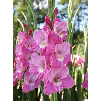 Semeno Mečík 'Pink parrot' 5 ks