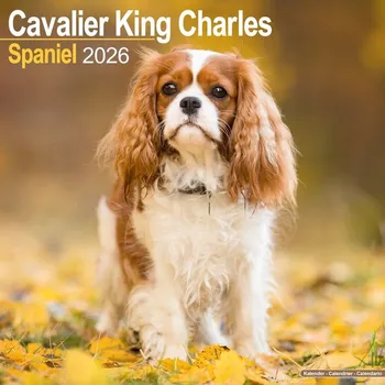 Kalendář Kalendář 2026 Cavalier King Charles