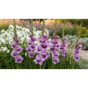 Semeno Mečík 'Passos' 5 ks Velikost cibulí: 12/14