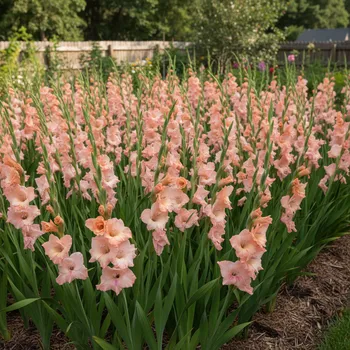 Semeno Mečík 'Karma' 5 ks