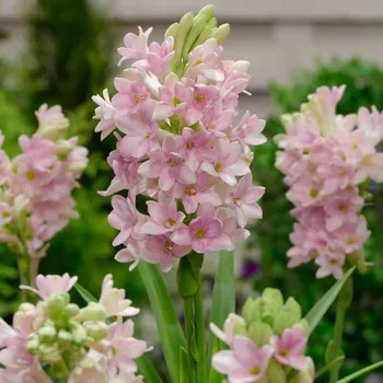 Cibulovina Tuberóza Chia Nong Sensation 1 ks