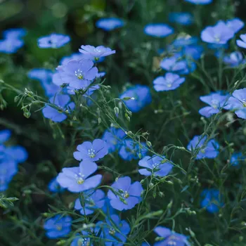 Semeno Zelené hnojení - len - semena - 60&nbsp;g