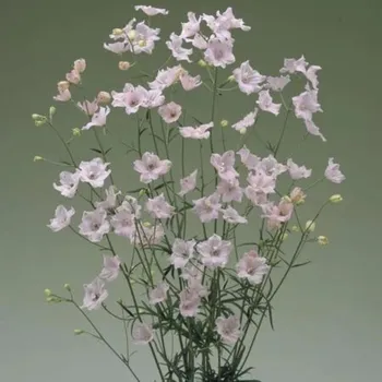 Semeno Stračka Jennys Pearl F1 Pink - Delphinium grandiflorum - osivo stračky - 10&nbsp;ks