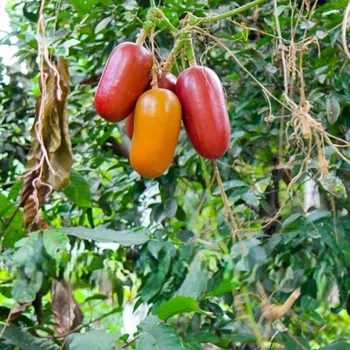 Semeno Muškátová okurka - Sicana odorifera - semena okurky - 6 ks