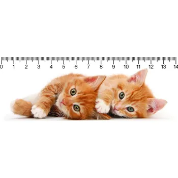 pravítka Pravítko 3D Two Ginger Kitten