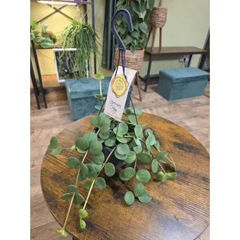 Pepromia Tetraphylla Hope závěs