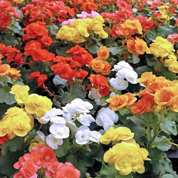 Semeno Novinka Begónie Mix 10 ks