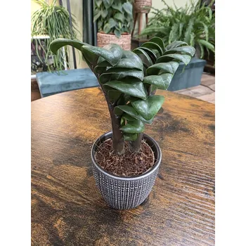 Zamioculcas ZENZI