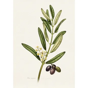 Plakát Plakát, Obraz - Olea Europaea, Juan Hernaz