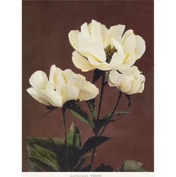 Plakát Plakát, Obraz - HAbrdaceous Peony, Ogawa Kazumasa