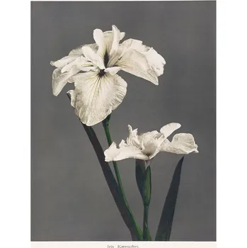 Plakát Plakát, Obraz - Iris KAbmpferi, Ogawa Kazumasa
