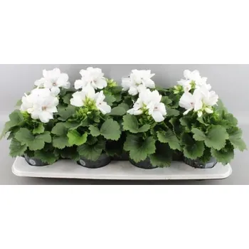 Cibulovina Muškát - Pelargonium Orange fizz - aromatické - růžové