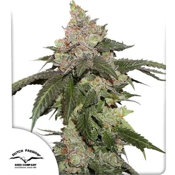 Semeno Dutch Passion | Kerosene Krash - 3 ks