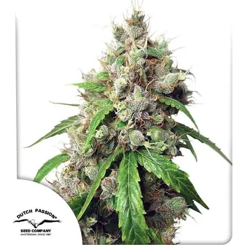 Semeno Dutch Passion | Auto Euforia - 3 ks