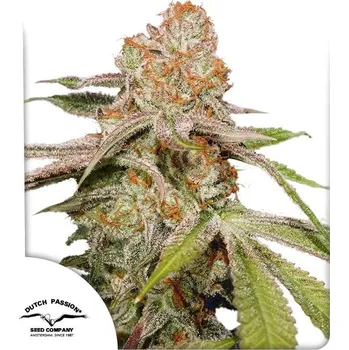 Semeno Dutch Passion | Auto MAC 1 - 3 ks