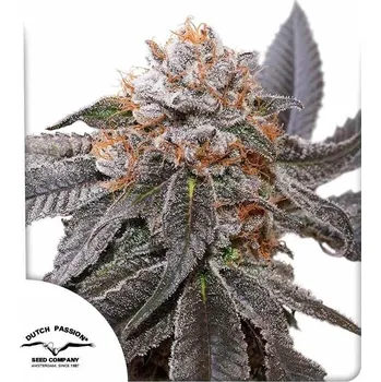 Semeno Dutch Passion | Blue Zushi - 5 ks