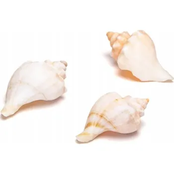 Dekorace do akvária Přírodní mušle 5-8 cm lastury dekorace ozdoba do akvária SADA=150 g