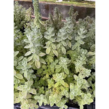 Semeno Lukon Glads Rýmovník - plectranthus amboinicus