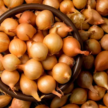 Semeno Cibule šalotka Yellow Moon - Allium cepa - cibulky šalotky - 250 g