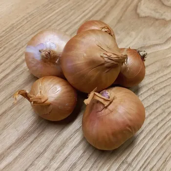 Semeno BIO Cibule šalotka Biztro - Allium cepa - bio cibulky sazečky - 150 g