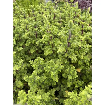 Semeno Lukon Glads Migrénovník - tetradenia species, iboza species